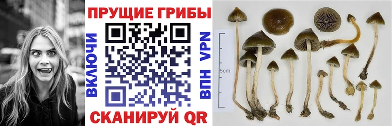 Галлюциногенные грибы Magic Shrooms  Моршанск 